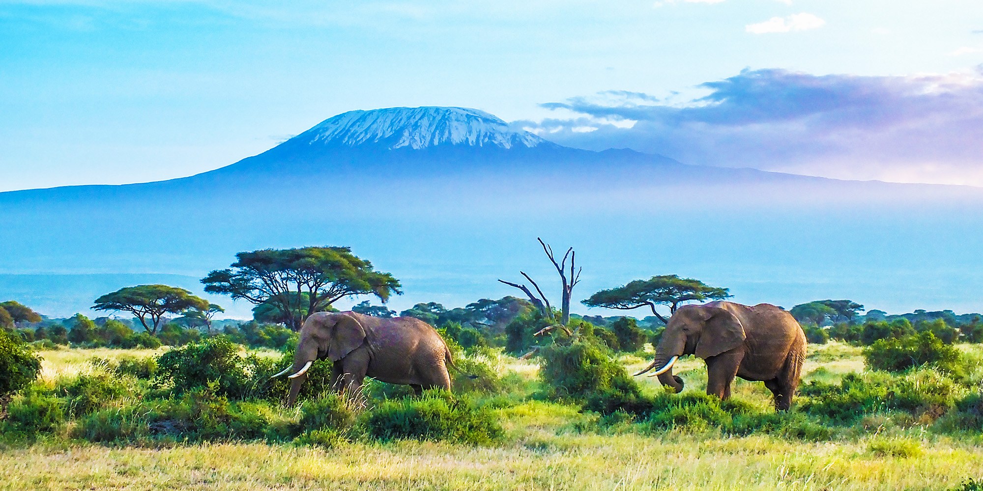 best wildlife safari in the world